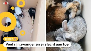 184 dieren gedumpt bij opvang Hoe kunnen mensen dit doen [upl. by Enecnarf636]