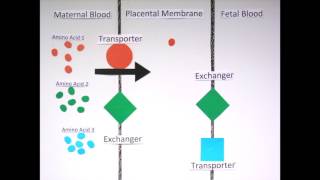 Placental nutrient transport explained simply [upl. by Ilrac431]