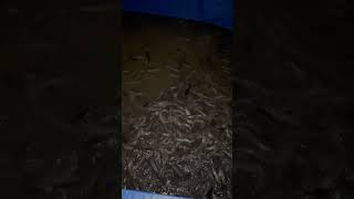 Nutrition of catfish alders at night🐟fishing business fishfarming [upl. by Ettenahs966]