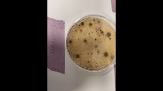 Petri dish experiment for science fair [upl. by Neibart429]