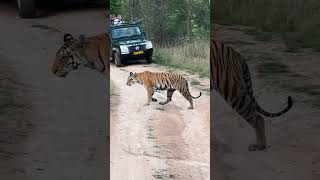 Iconic Walk of tigress hiramandi viral ytshorts [upl. by Trbor]