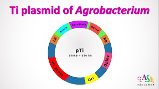 Ti plasmid  T DNA  Genes of Ti plasmid  Agrobacterium Ti plasmid  Tumor inducing plasmid [upl. by Cinnamon24]