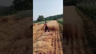 Portable wheat straw harvesting tool Good tools and machinery can increase work efficiency [upl. by Asirrac]