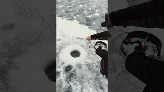 🔥Red lake ealry ice walleye🔥bigfish fishing walleyefishing icefishing catchandrelease [upl. by Alleul]