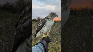 Releasing my first redtailed hawk back into the wild [upl. by Zuckerman]