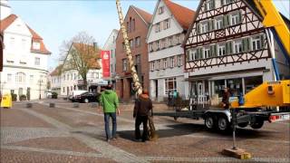 Wie in Giengen der Maibaum aufgestellt wird [upl. by Oinotna204]