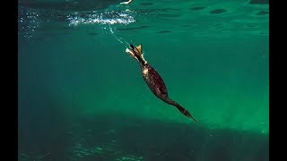 Shag hunting fish Cormorant [upl. by Readus]