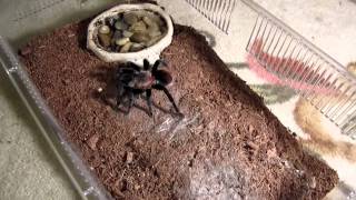 Brachypelma vagans Feeding [upl. by Neiv]