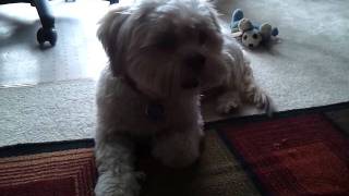 Our dog Beethoven  Lhasa Apso  having an episode of reverse sneezing [upl. by Elisa]