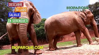 Benedettis te invita a vivir la aventura de Bioparque Estrella [upl. by Leandra]