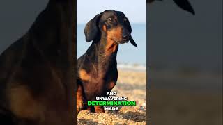 The Fascinating History of Dachshunds From Hunters to Family Pets [upl. by Ahsimal]