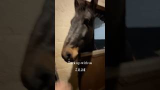 Mini tacking up with us vlog ❤️🐴💞 [upl. by Nara426]