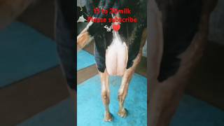 🥇 to 🥈 electrician cow All cow milk average 15 to 30 milk [upl. by Laamak764]