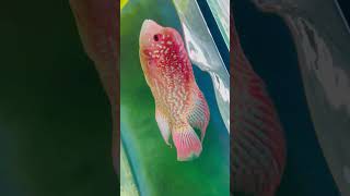 King Kamfa Golden Basse Fader americancichlid flowerhorn hybrid kamfa louhan [upl. by Dedrick]