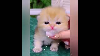 Cute cats and kittens funny videos 😂😂 175 [upl. by Deryl]