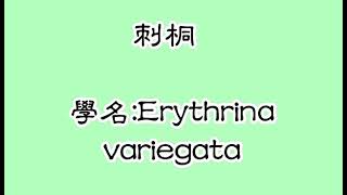 第五十五集 刺桐 Erythrina variegata [upl. by Sergent]