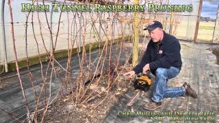 Pruning Raspberries at VSU Randolph Farm  High Tunnel Raspberries [upl. by Inaffit]