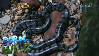 Born to be Wild Observing the Banded Sea Krait on a snake island [upl. by Fenn]