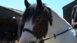 A Riding School Near Brighton  Three Greys Riding School [upl. by Ahsytal]