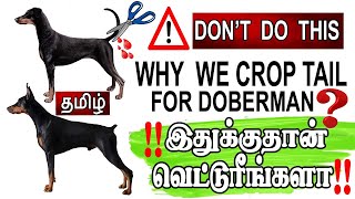 Why we crop the tail for Doberman and Rottweiler dogsTail docking Tamil  KDS pets history [upl. by Zawde]