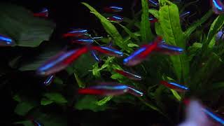 Relaxing fish tank with Neon Tetra and Dwarf Gourami [upl. by Schlessinger347]