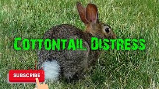 Predator Hunting Call  Cottontail Distress  29 Minutes  Free Download [upl. by Aynatal]