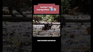 Kukang ini mempecundangi macan tutul [upl. by Bernelle]