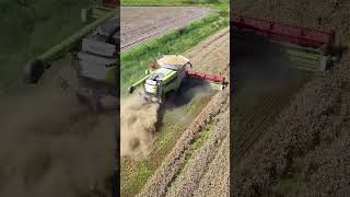 Harvesting wheat with the Claas Lexion 780 reaper wheatharvest modern agriculture shorts [upl. by Eilahs38]