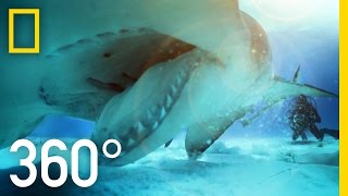 360° Great Hammerhead Shark Encounter  National Geographic [upl. by Pronty]