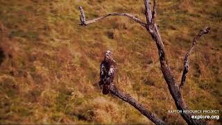 Beautiful Red Tailed Hawk Visits Decorah North Eagle Nest Area 10292024 exploreorg [upl. by Bibah]