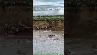 Wildebeests Crossing the Mara River  wildebeest africanwildlife africansafari serengetipark [upl. by Nnaeed177]