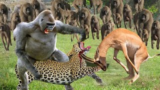 Amazing Baboon Clever To Use This Method To Humiliate Cheetah To Rescue Gazelle  Baboon Vs Cheetah [upl. by Irek239]