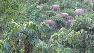 Sumatran elephant Ginting grazing with her herd [upl. by Blair149]