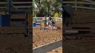 Showing at four winds lyrics horse equestrianvibes equestrian [upl. by Siger]