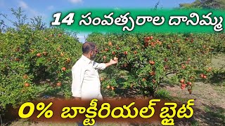 14 సంవత్సరాల దానిమ్మ తోట బాక్టీరియ 0  Bacterial Blight 100 Control pomogranate agriculture [upl. by Baumann]