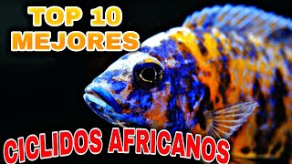 Top 10 MEJORES ciclidos AFRICANOS [upl. by Aelhsa]