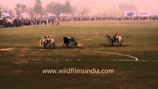 Bullock cart race a traditional sport of Punjab [upl. by Carlstrom]