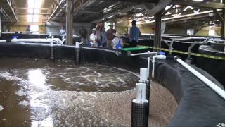 Fellsmere Shrimp Farm Grand Opening [upl. by Jimmie]