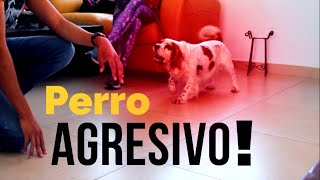 Rehabilitando a un perro AGRESIVO  CASO REAL [upl. by Lenora]