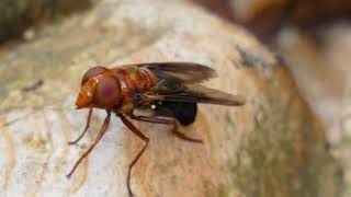 Volucella Hoverfly Takeoff [upl. by Lothair]