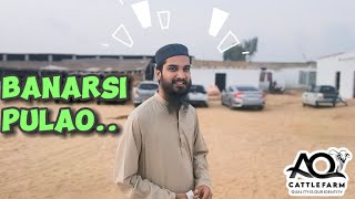 Banarsi Pulao Master Sahab ki Zabardast Recipe  AQ Cattle Farm  Jamil Memon Colony 2024 [upl. by Urbana]