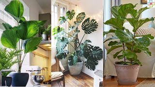 13 Stylish Houseplants with Big Leaves  Indoor Plants [upl. by Vitus]