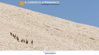 Il Camoscio appenninico [upl. by Nonohcle]