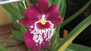 How do I water my Miltoniopsis [upl. by Yeldarb327]