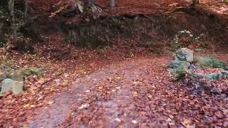 Otoño en el montseny espectacular [upl. by Ennaitak61]