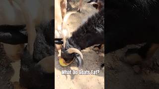 What Do Goats Eat 𓃵 𔑸 𝓰𝖔𝐚𝓽🐐Animal Farm animallover [upl. by Hartman]