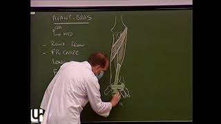 MS 6  Muscles de lavantbras et de la main Muscles of the forearm and the hand [upl. by Cornwall]