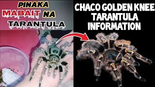 CHACO GOLDEN KNEE TARANTULA INFORMATION [upl. by Lizbeth501]