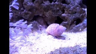 Babylonia Snail aka Butterscotch Nassarius Spotlight [upl. by Kurth723]