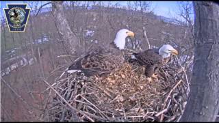 Bald eagle nest cam near Hanover captures nest building [upl. by Auqinom]